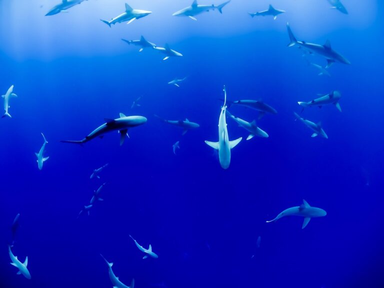 « Technique de chasse révolutionnaire » : ces poissons astucieux se cachent derrière des requins pour capturer leurs proies avec une efficacité inégalée