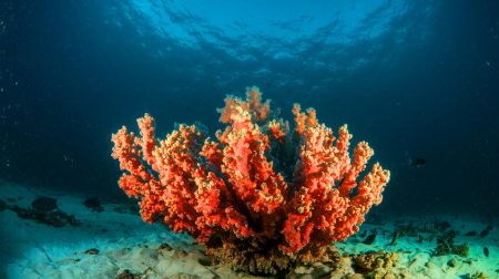 Un secret abyssal bouleverse nos certitudes : l'humanité face à une révélation qui défie l'imagination et fait trembler la science