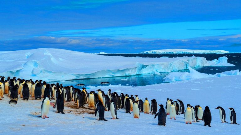 Découverte stupéfiante en Antarctique : ces excréments de manchots transforment le climat en freinant le réchauffement de manière surprenante