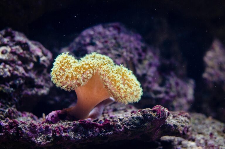 Un gel d&rsquo;algues étonnant : ce boost inattendu pour les larves de corail sur des récifs dévastés par la crise écologique mondiale