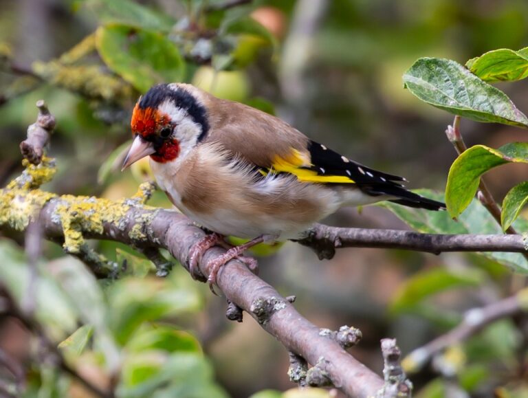 L&rsquo;incroyable voyage d&rsquo;un oiseau rare : capturé aux deux extrémités du Royaume-Uni, son périple mystifie les scientifiques et ébranle la logique établie