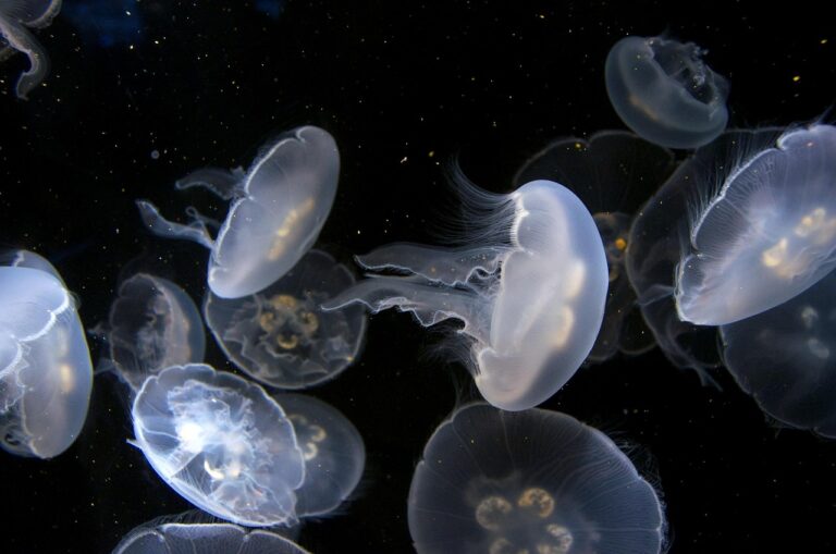 Un secret sous-marin dévoilé : ces méduses cyborgs pionnières redéfinissent l&rsquo;exploration des abysses océaniques avec une technologie inédite et fascinante