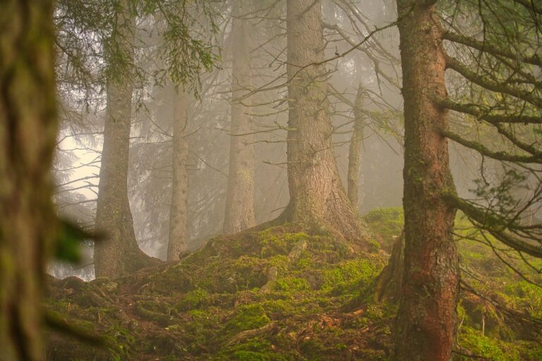 Ces vieux géants silencieux : comment les arbres centenaires alertent les jeunes pousses des forêts des dangers cachés d’un monde en péril