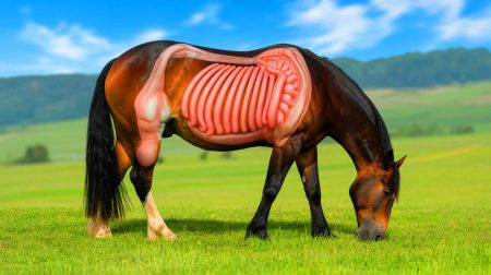 Illustration de l'anatomie digestive unique des chevaux, générée par intelligence artificielle.