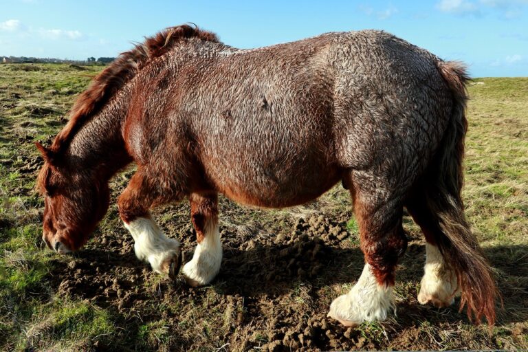 « Impossible, ils ne peuvent pas vomir » : cette incapacité étonnante des chevaux qui fascine les vétérinaires et défie les lois de la nature