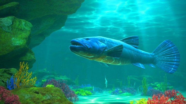 « On croyait cette créature disparue » : la découverte choc de plongeurs français face à un fossile vivant dans les profondeurs marines d’Indonésie