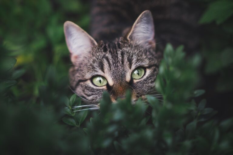 « C&rsquo;est dégoûtant, je vomis » : pourquoi votre chat ou chien dévore l&rsquo;herbe comme un prédateur affamé