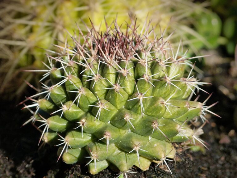 Les plantes s&rsquo;adaptent à la chaleur : « C&rsquo;est un miracle de la nature » selon un expert botaniste