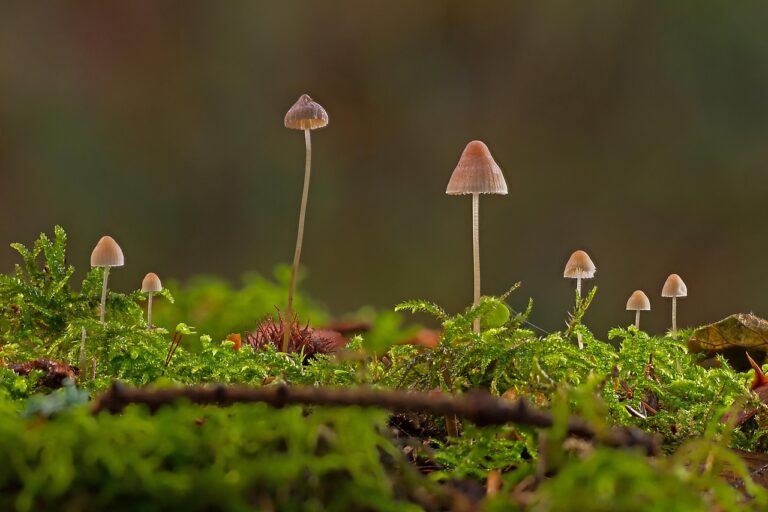 Vivre 25 ans de plus grâce aux champignons magiques : découvrez pourquoi certains experts parlent de « miracle de la nature » et d&rsquo;autres crient à la supercherie