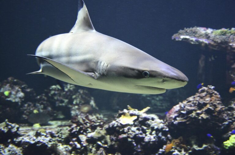 Les requins en péril « nous inquiètent profondément » avec la menace croissante de l&rsquo;acidification océanique