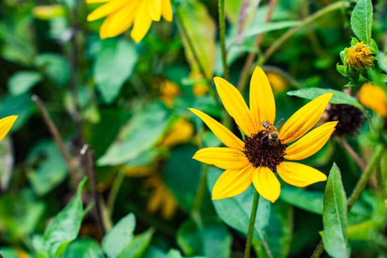 Comprendre l&rsquo;impact de la pollution sur la biodiversité