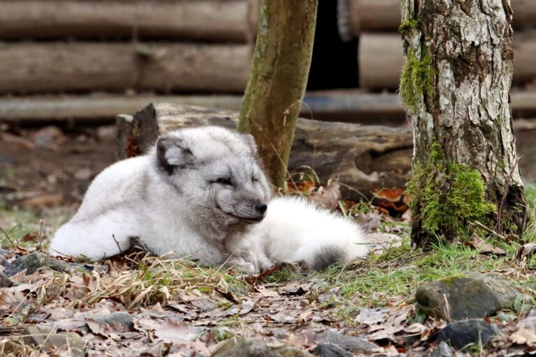 L’importance de la préservation des forêts pour l’écosystème