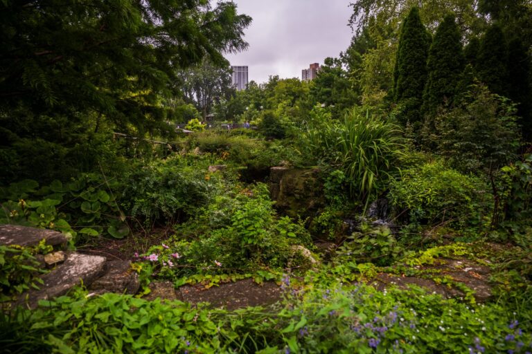 Pourquoi la biodiversité urbaine est essentielle à préserver