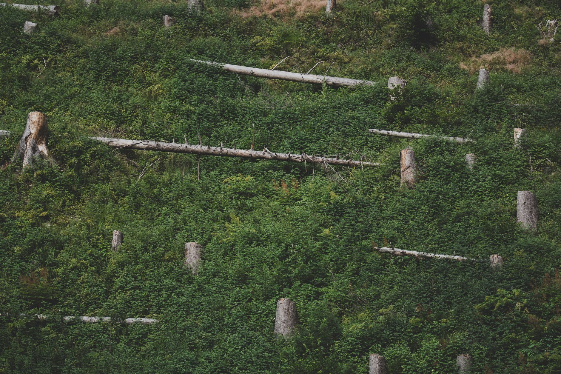 Les conséquences de la déforestation massive sur la planète