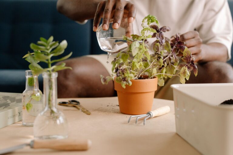 Pourquoi commencer un potager écologique chez soi en 2026