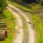 L’importance des zones protégées pour la faune sauvage