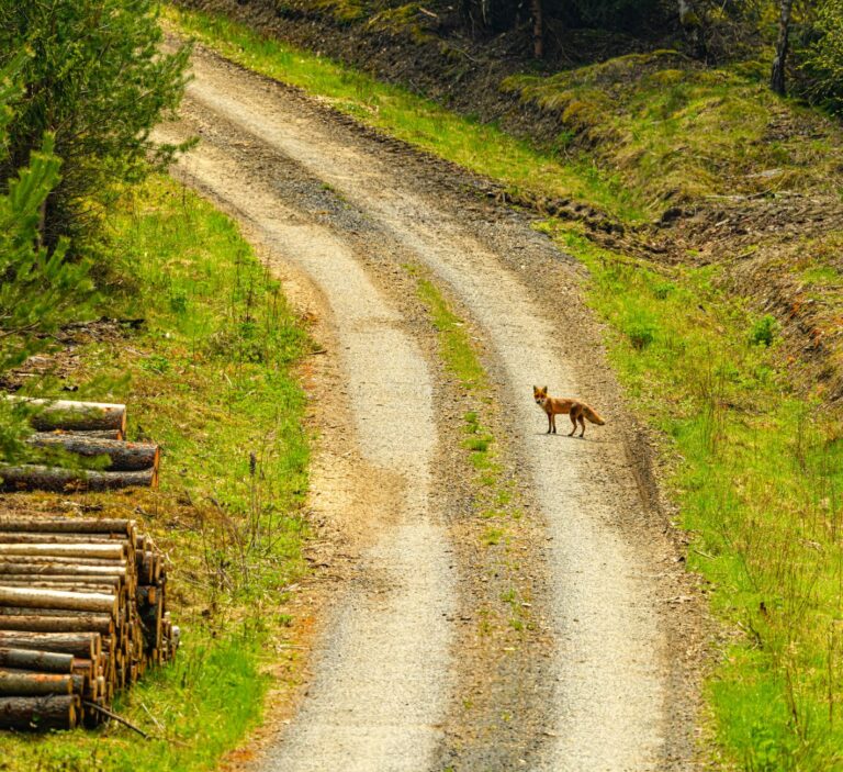 L’importance des zones protégées pour la faune sauvage