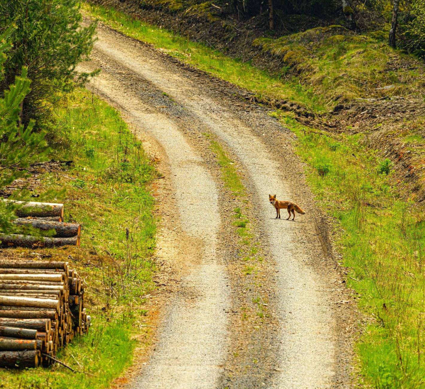 L’importance des zones protégées pour la faune sauvage