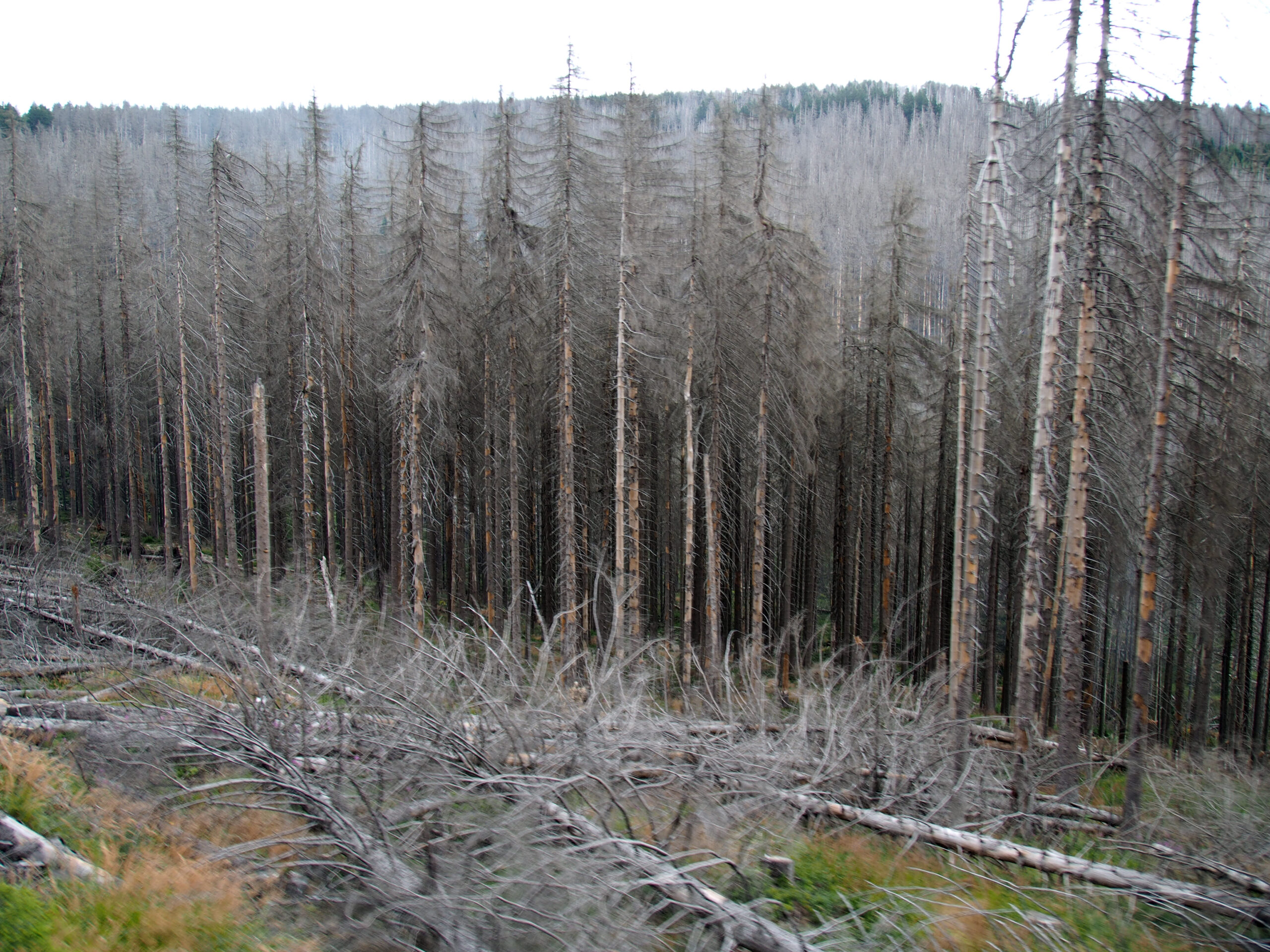 Forêt d’épicéas morts sur pied, troncs gris dénudés et arbres abattus au sol, sur un versant de moyenne montagne.