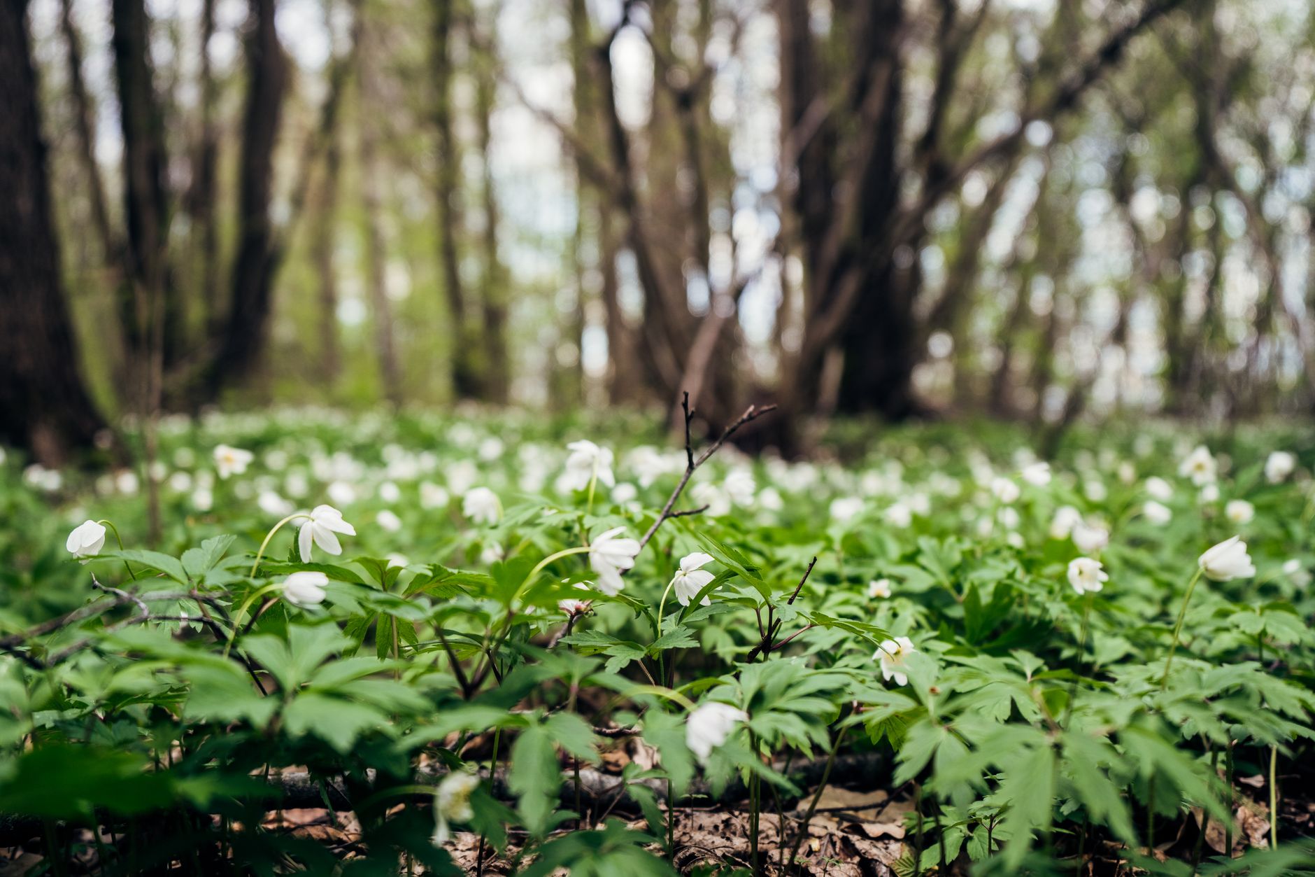 Sous-bois au printemps avec un tapis de fleurs blanches et de feuillage vert, des troncs d’arbres flous à l’arrière-plan.