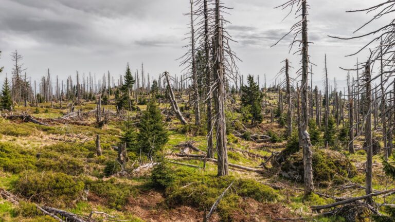 Forêt française : 100 000 hectares gagnés par an, mortalité multipliée par 2,5