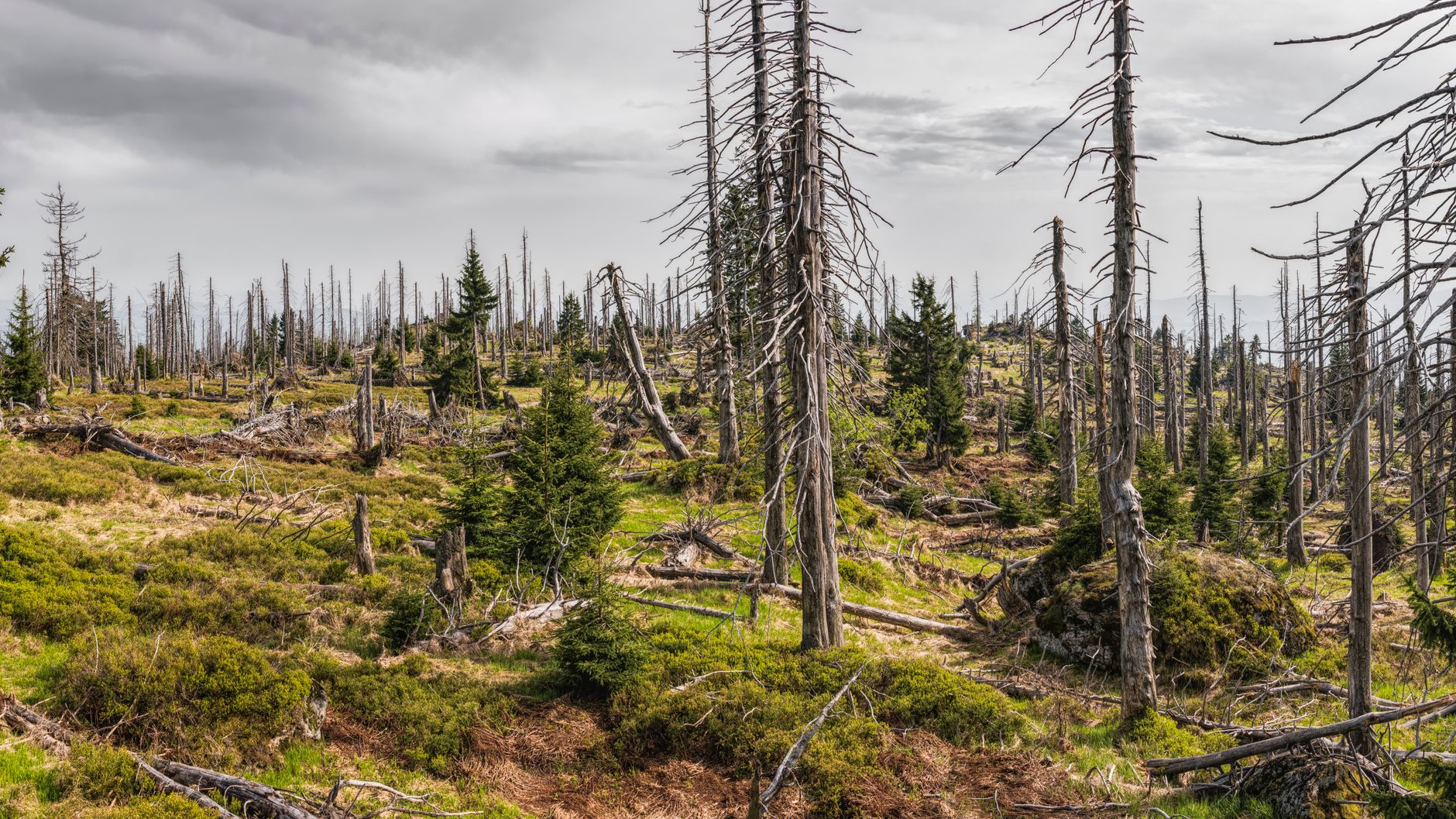 Forêt française : 100 000 hectares gagnés par an, mortalité multipliée par 2,5